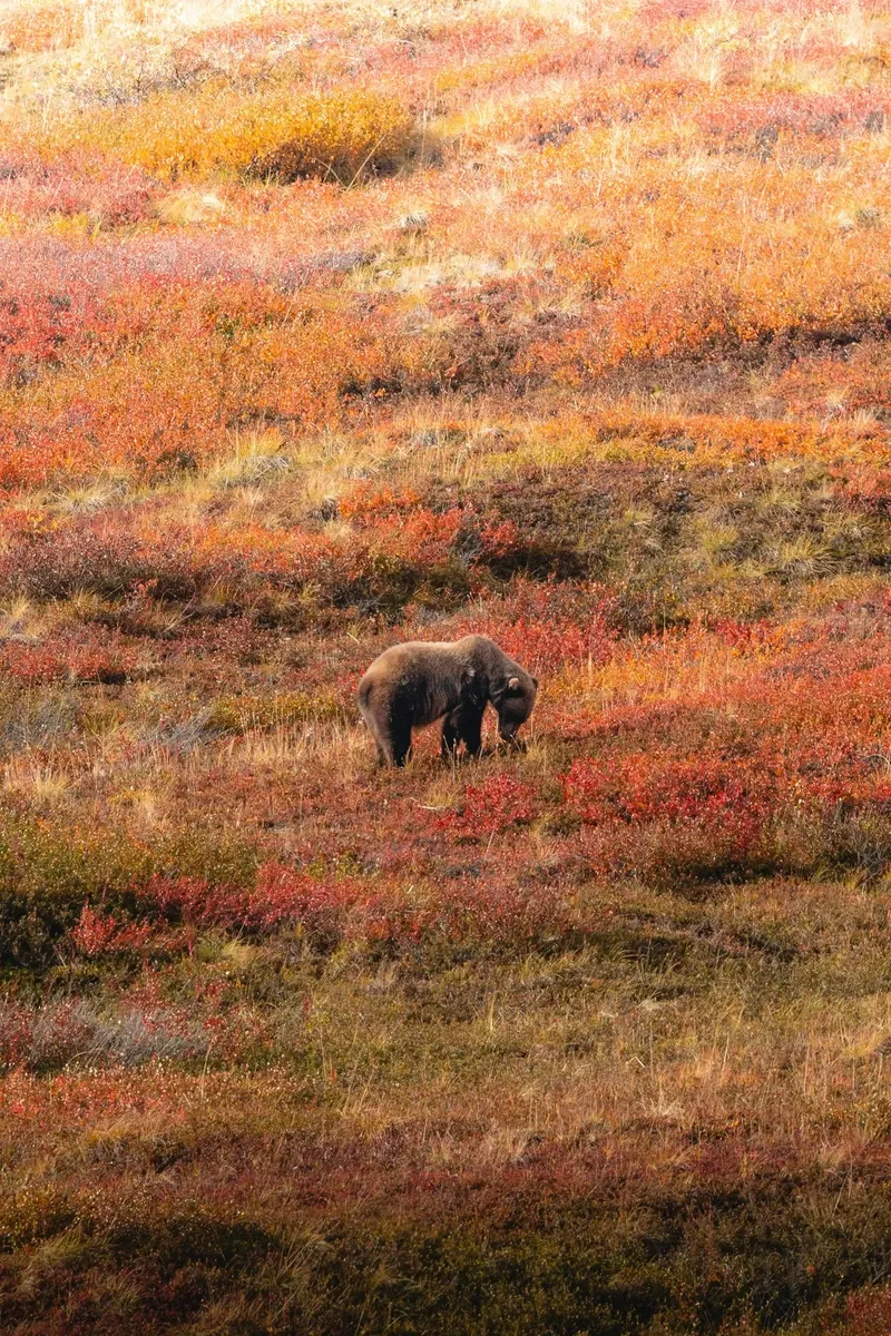 Denali view 4